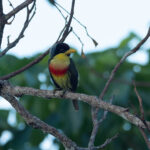 Lemon-throated Barbet (image by Mark Van Beirs)