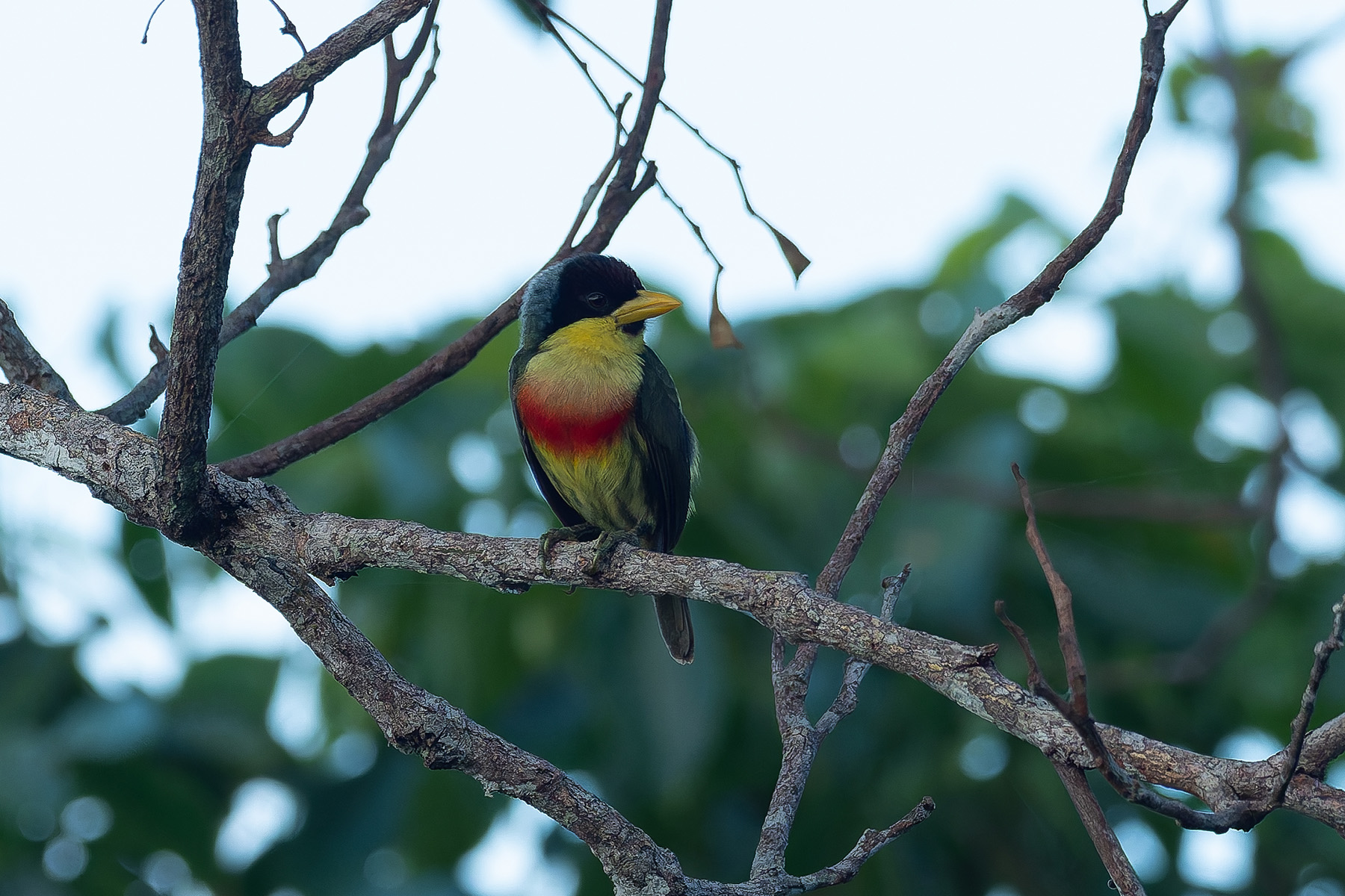 Lemon-throated Barbet (image by Mark Van Beirs)