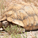 Leopard Tortoise (image by Mark Van Beirs)