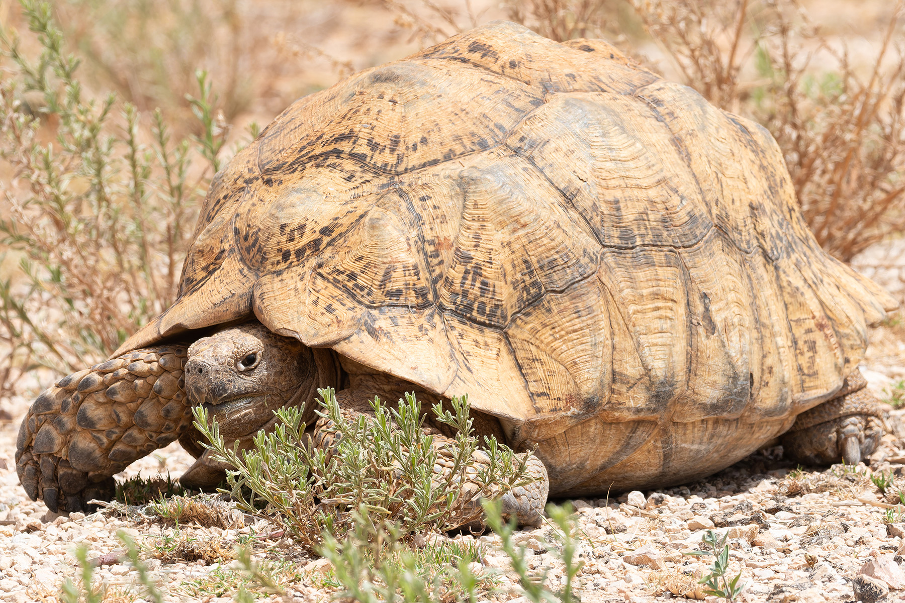 Leopard Tortoise (image by Mark Van Beirs)