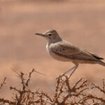 Lesser Hoopoe Lark (image by Mark Van Beirs)