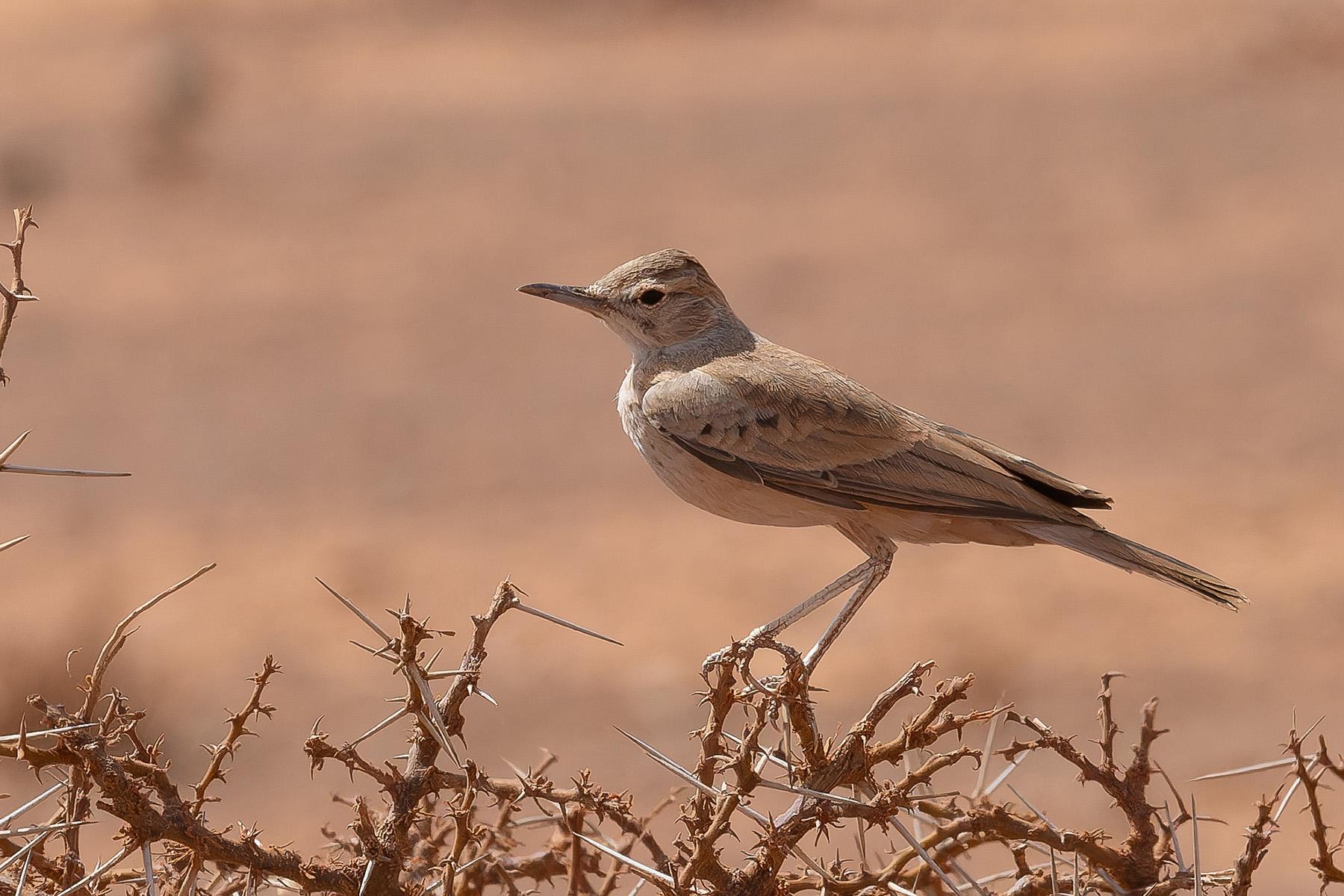 Lesser Hoopoe Lark (image by Mark Van Beirs)