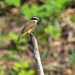 Lesser Kiskadee (image by Mark Van Beirs)