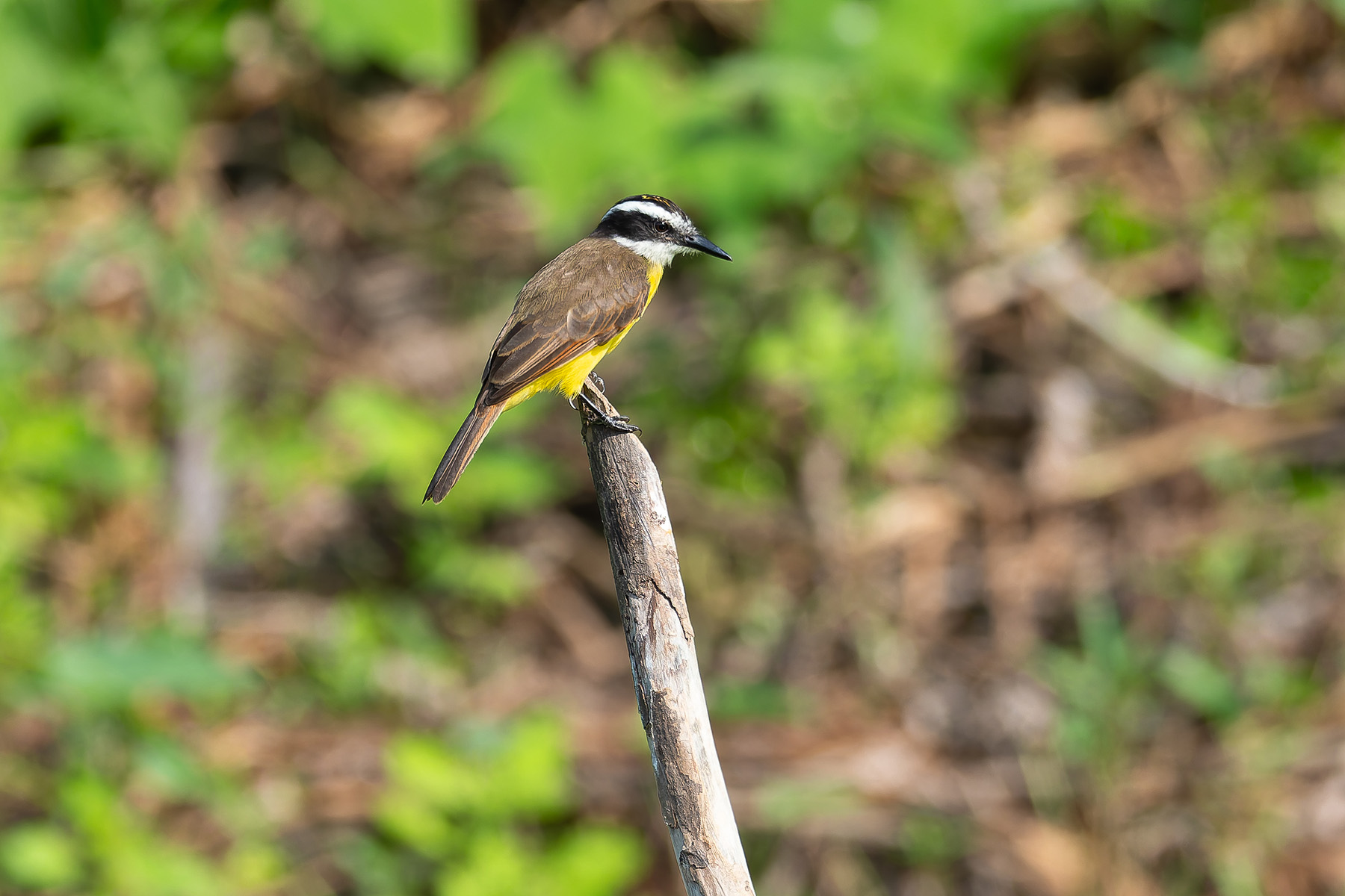 Lesser Kiskadee (image by Mark Van Beirs)