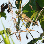 Lesser Wagtail Tyrant (image by Mark Van Beirs)