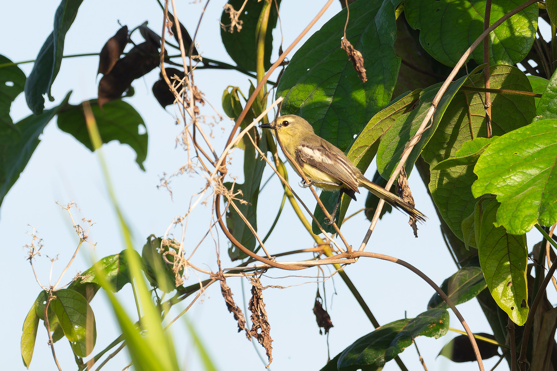Lesser Wagtail Tyrant (image by Mark Van Beirs)