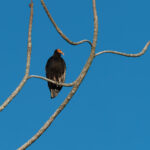Lesser Yellow-headed Vulture (image by Mark Van Beirs)
