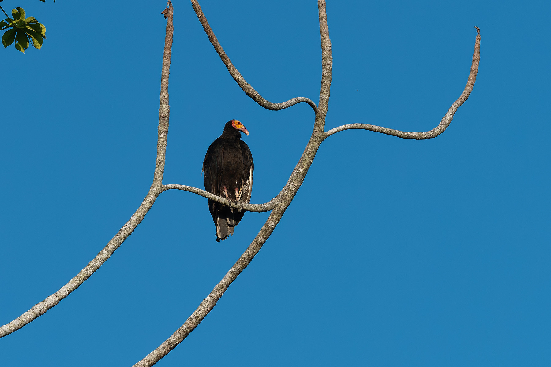Lesser Yellow-headed Vulture (image by Mark Van Beirs)