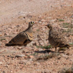 Lichtenstein's Sandgrouse (image by Mark Van Beirs)