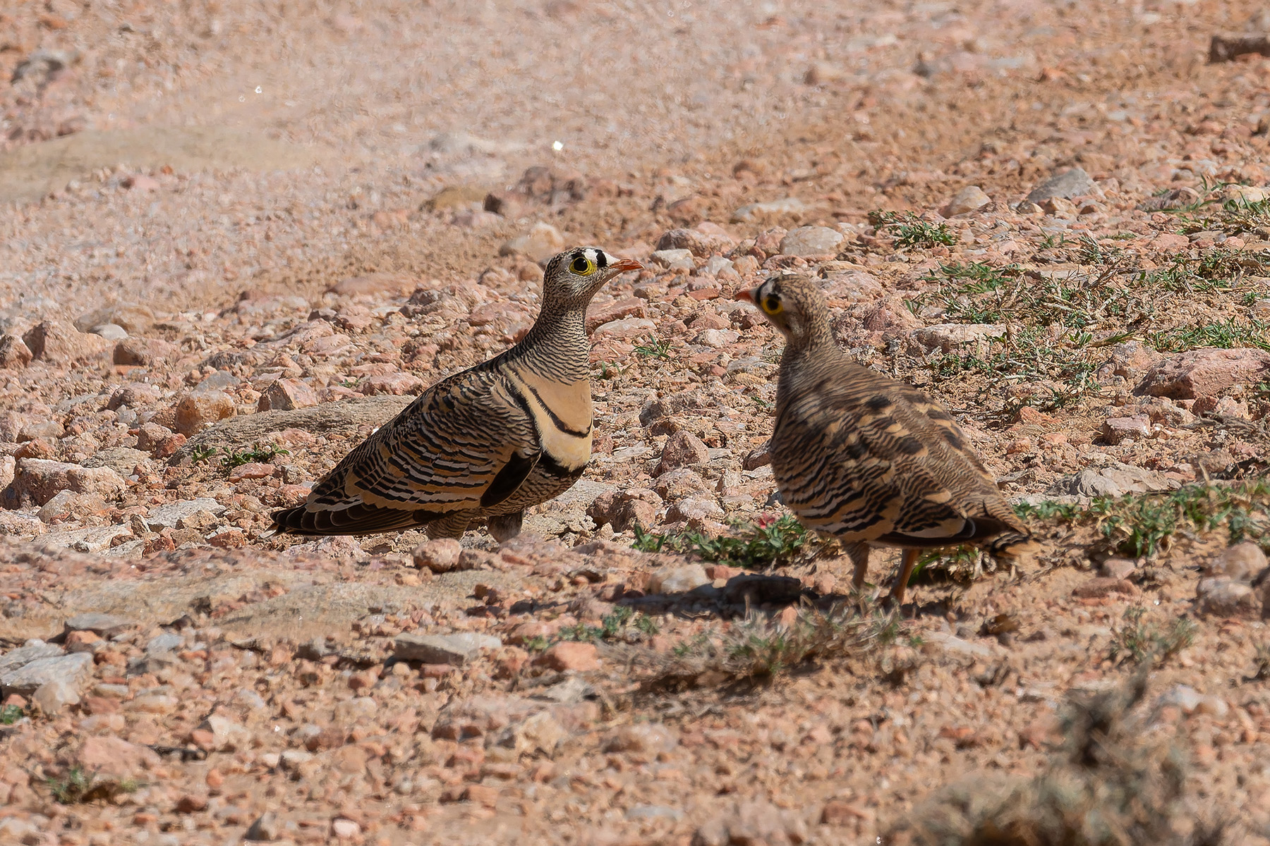 Lichtenstein's Sandgrouse (image by Mark Van Beirs)