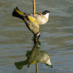 Light-vented Bulbuls (image by Mark Beaman)