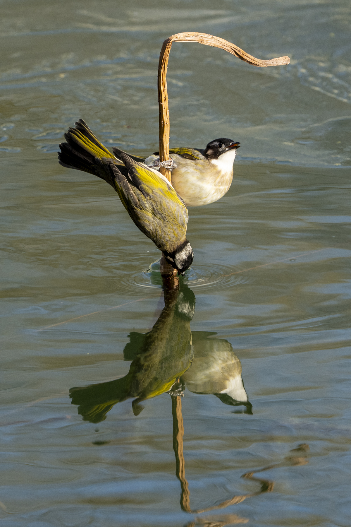 Light-vented Bulbuls (image by Mark Beaman)