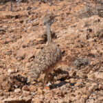 Little Brown Bustard (image by Mark Van Beirs)