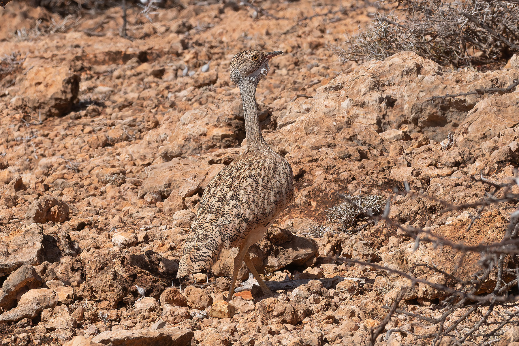 Little Brown Bustard (image by Mark Van Beirs)