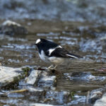 Little Forktail (image by Mark Beaman)