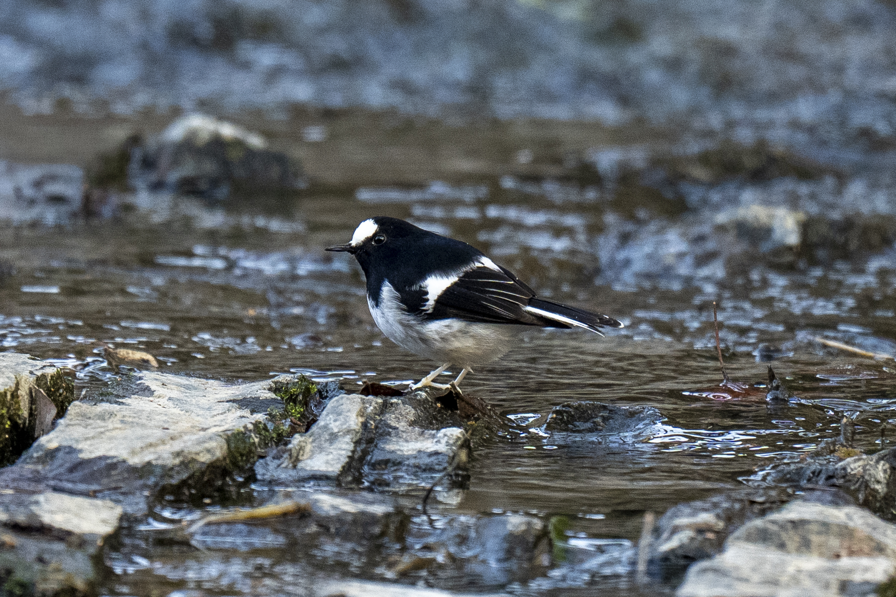 Little Forktail (image by Mark Beaman)