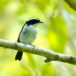 Little Pied Flycatcher (image by Craig Robson)