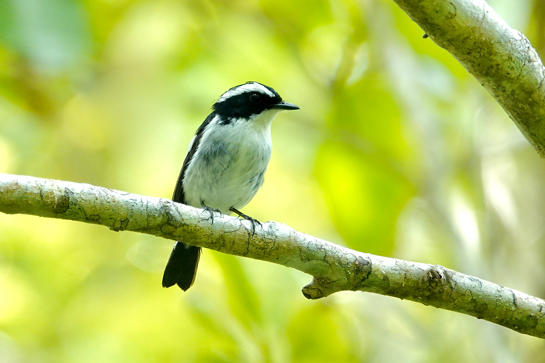 Little Pied Flycatcher (image by Craig Robson)