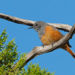Little Rock Thrush (image by Mark Van Beirs)