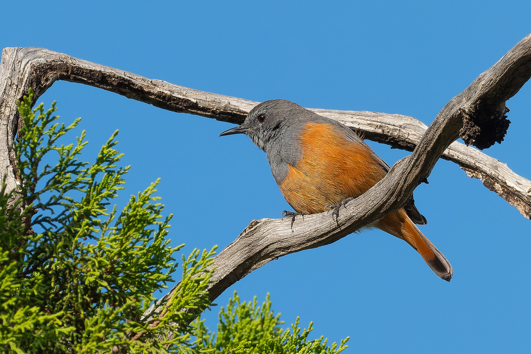 Little Rock Thrush (image by Mark Van Beirs)