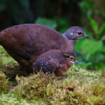 Little Tinamou (image by Leo Garrigues)