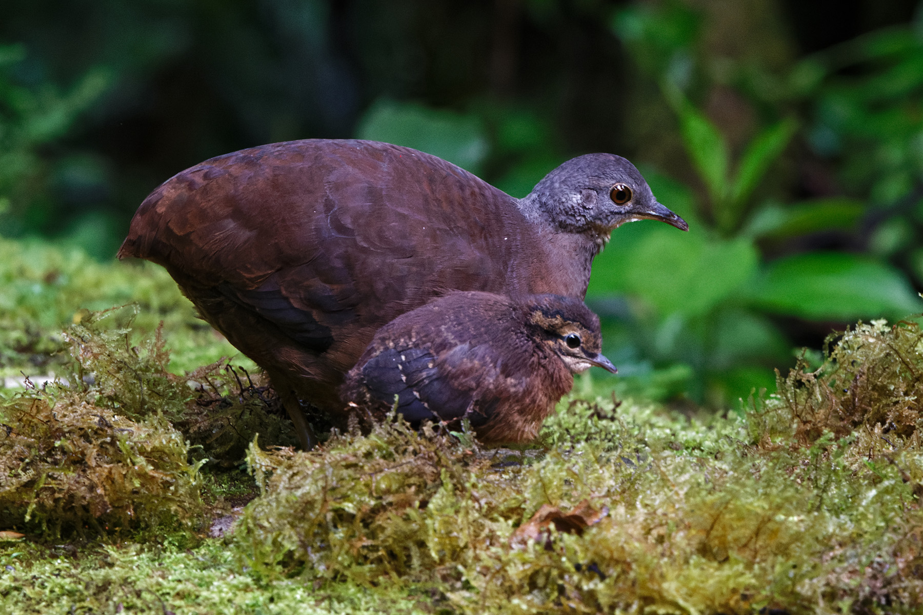 Little Tinamou (image by Leo Garrigues)