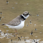 Long-billed Plover (image by Mark Beaman)