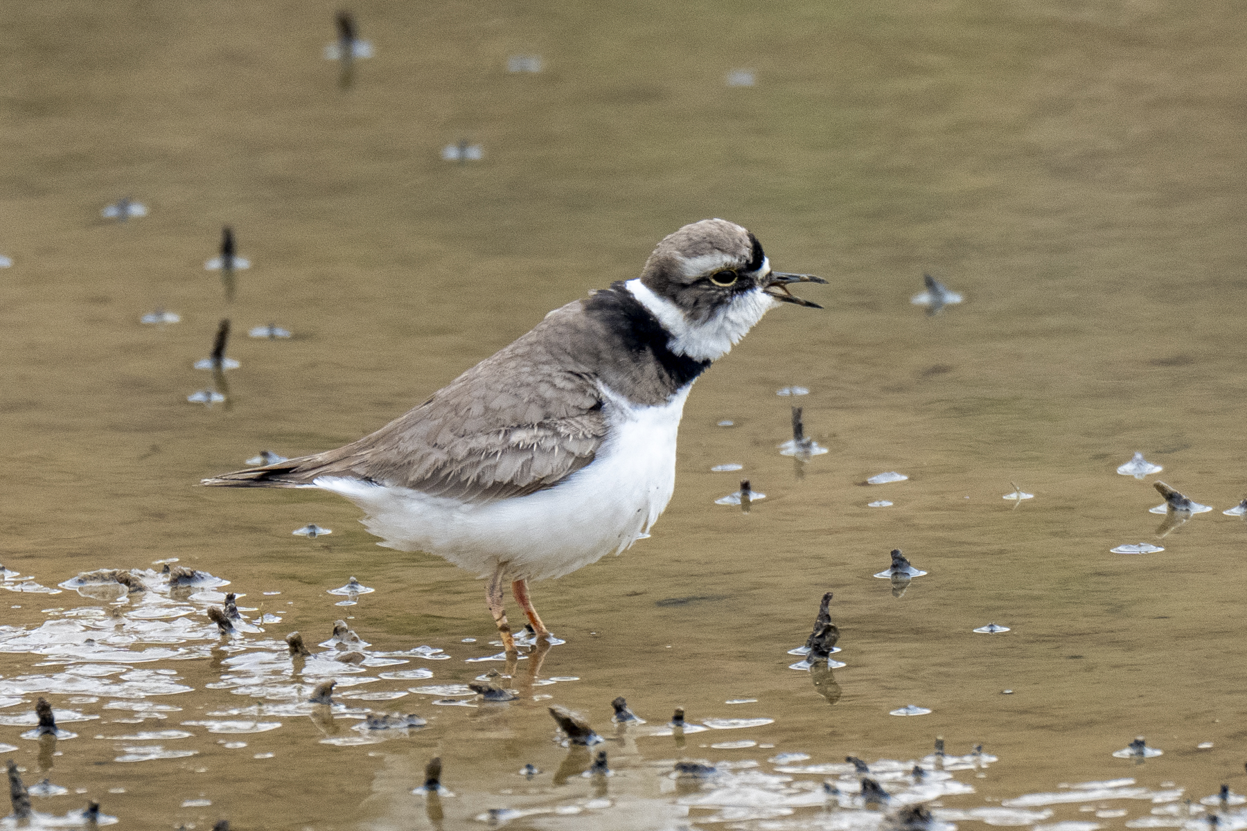 Long-billed Plover (image by Mark Beaman)