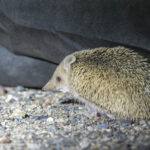 Long-eared Hedgehog (image by Mark Beaman)