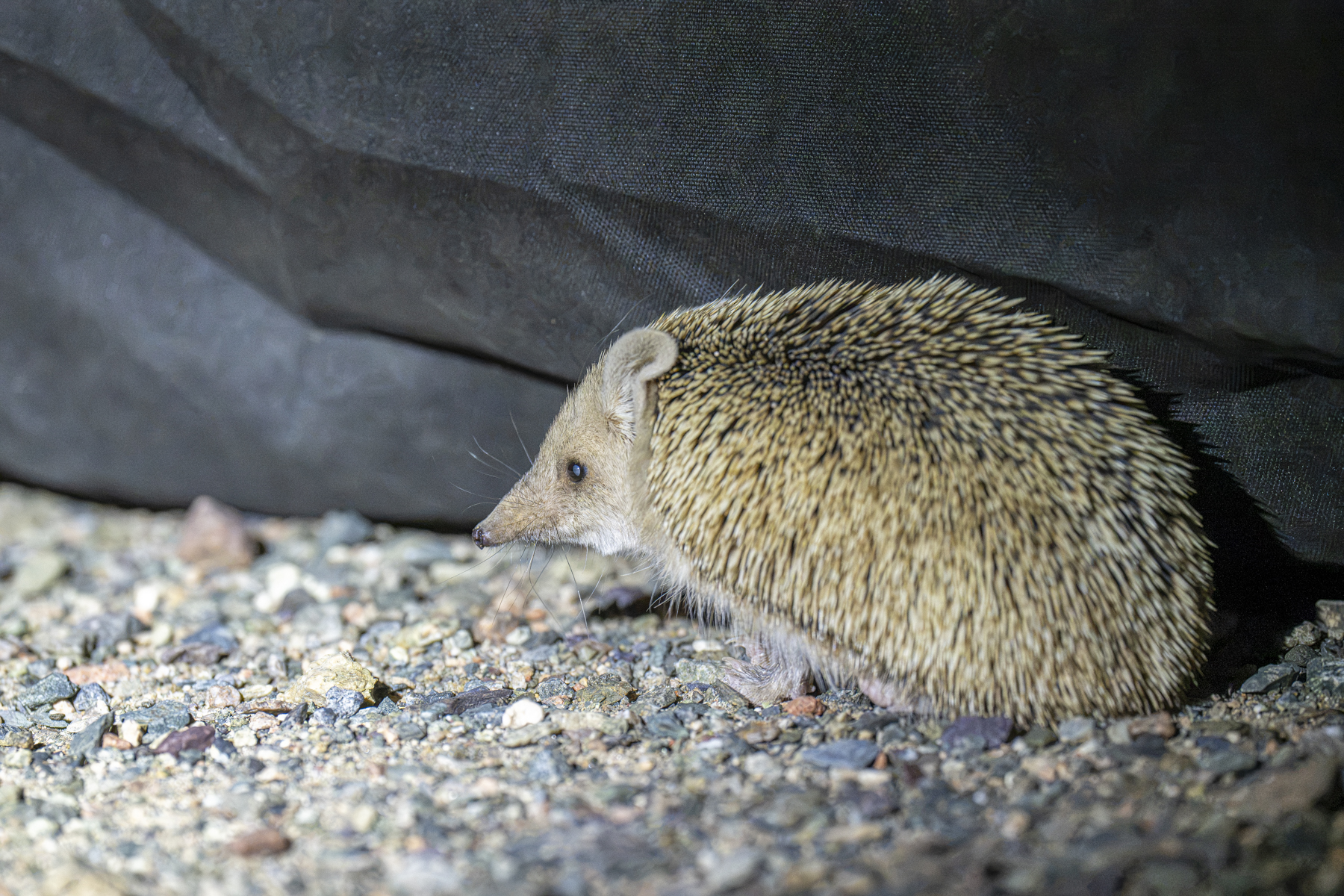 Long-eared Hedgehog (image by Mark Beaman)