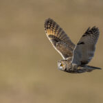 Long-eared Owl (image by Mark Beaman)