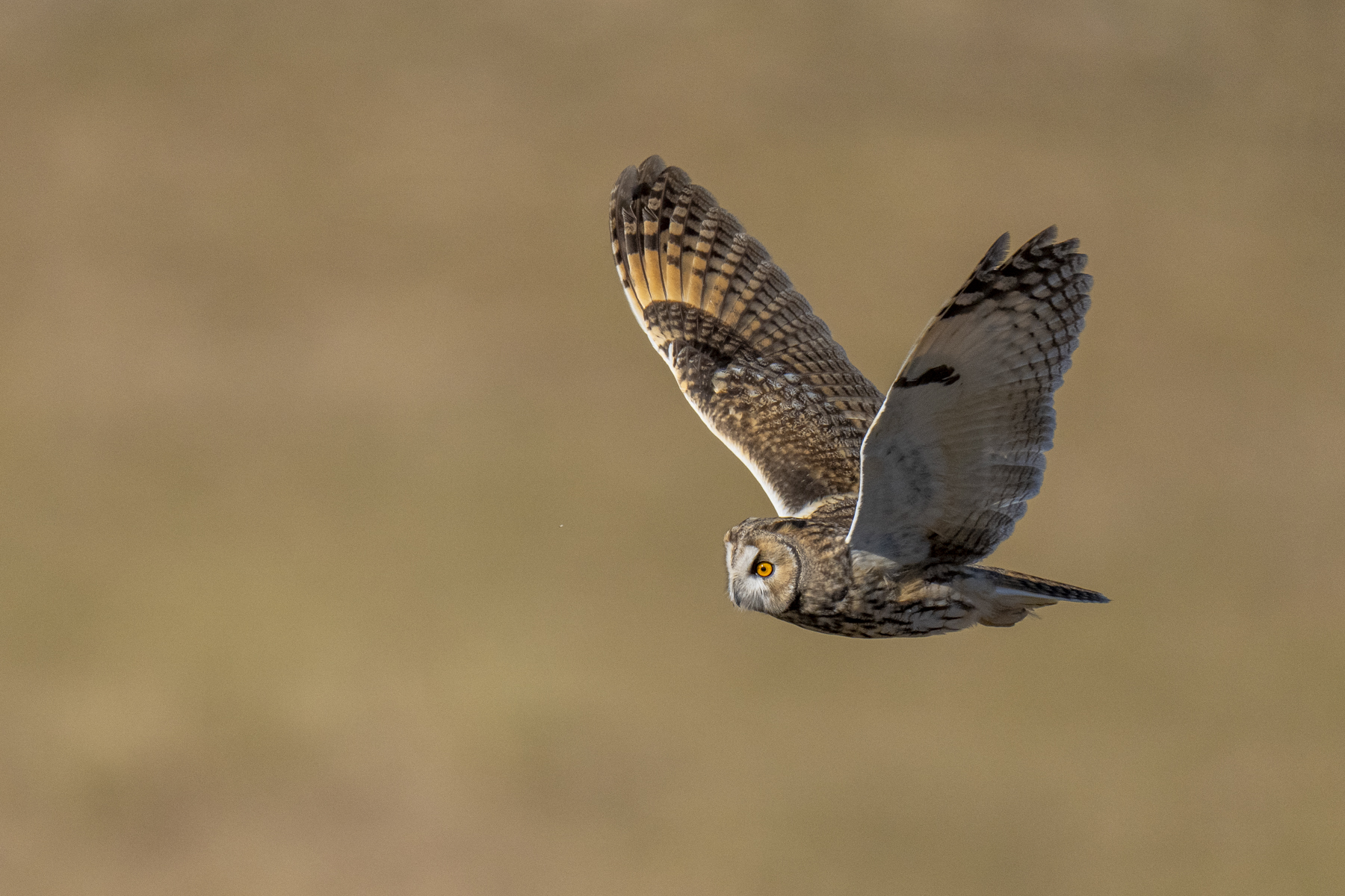 Long-eared Owl (image by Mark Beaman)