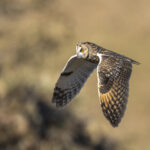 Long-eared Owl (image by Mark Beaman)