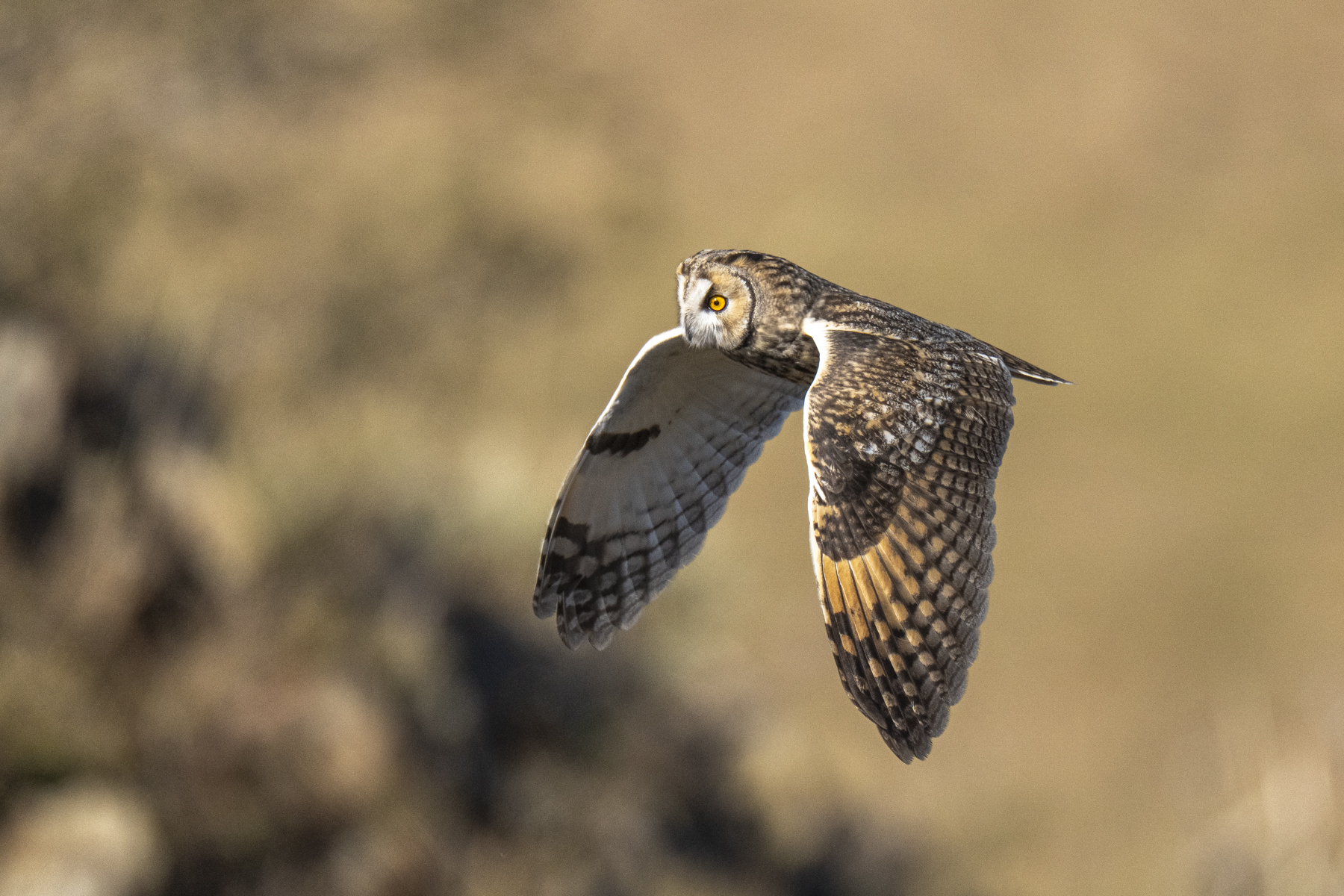 Long-eared Owl (image by Mark Beaman)