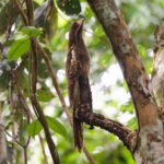 Long-tailed Potoo (image by Leo Garrigues)