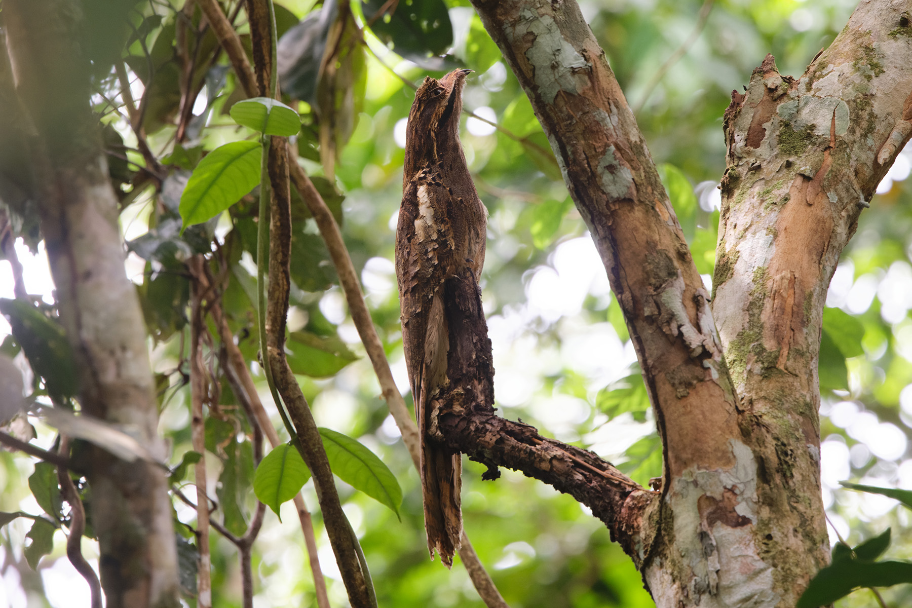 Long-tailed Potoo (image by Leo Garrigues)