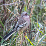 Long-tailed Rosefinch (image by Mark Beaman)
