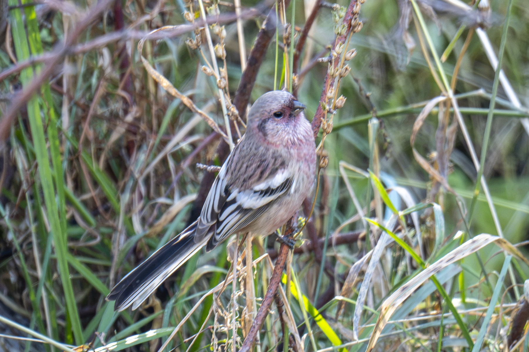 Long-tailed Rosefinch (image by Mark Beaman)