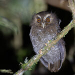 Long-whiskered Owlet (image by Leo Garrigues)