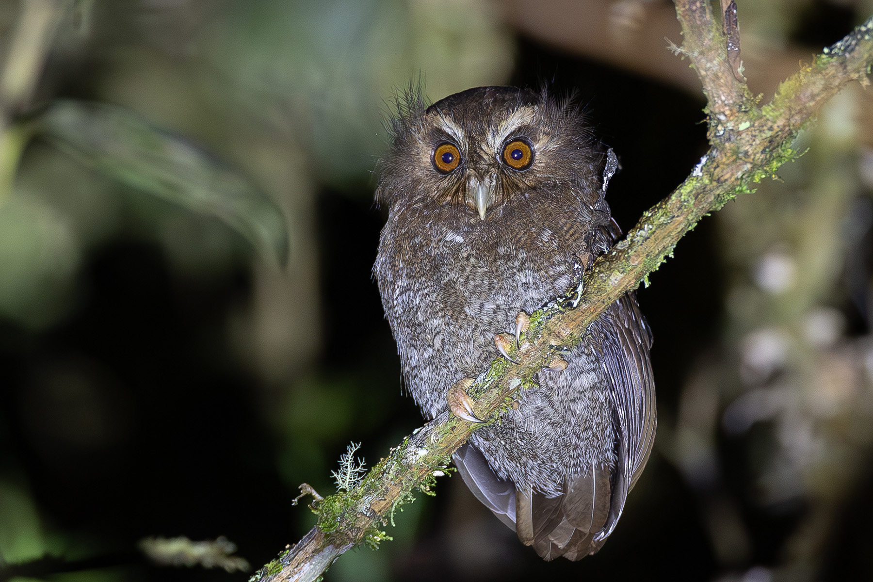 Long-whiskered Owlet (image by Leo Garrigues)