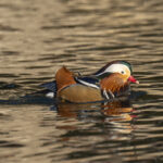 Mandarin Duck (image by Mark Beaman)