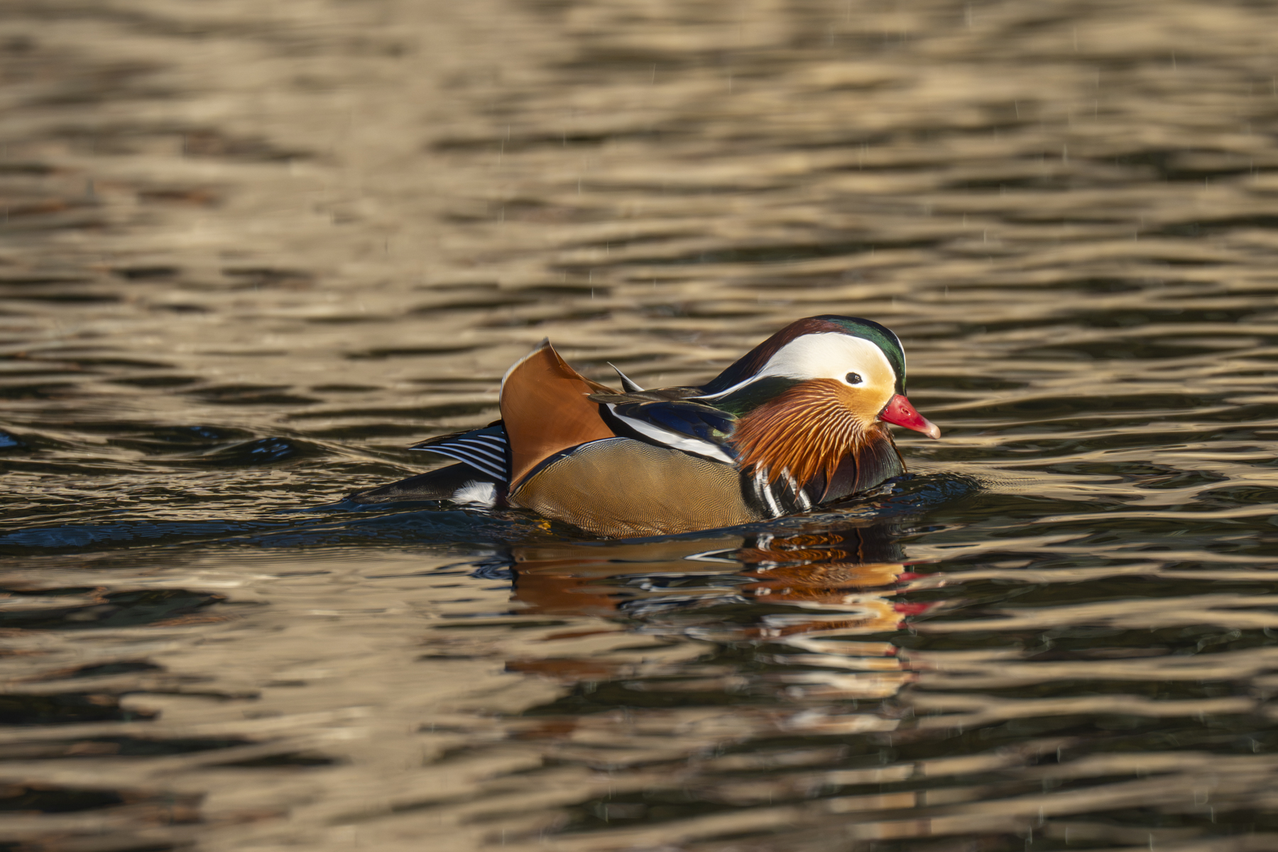 Mandarin Duck (image by Mark Beaman)