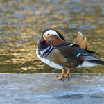 Mandarin Ducks (image by Mark Beaman)
