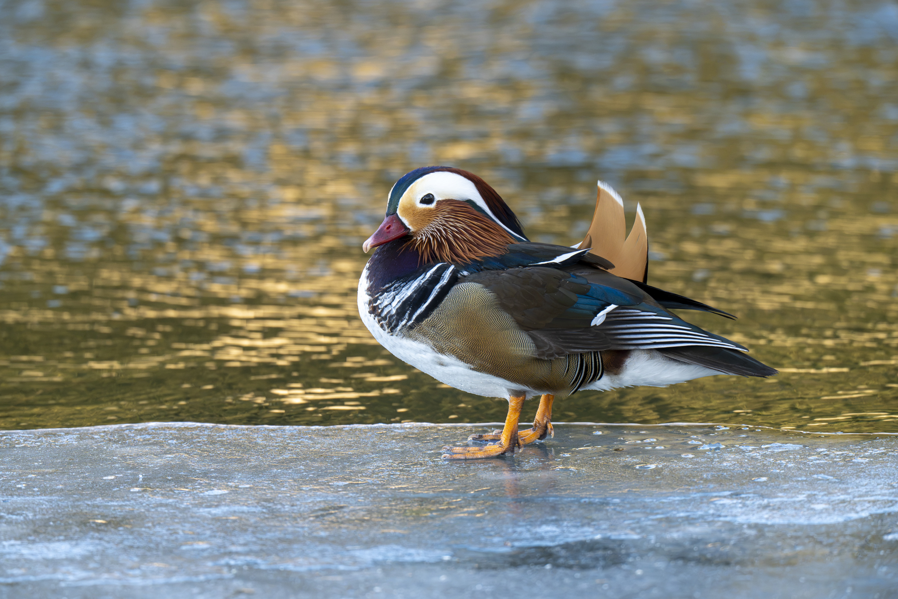 Mandarin Ducks (image by Mark Beaman)