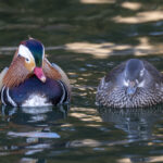 Mandarin Ducks (image by Mark Beaman)