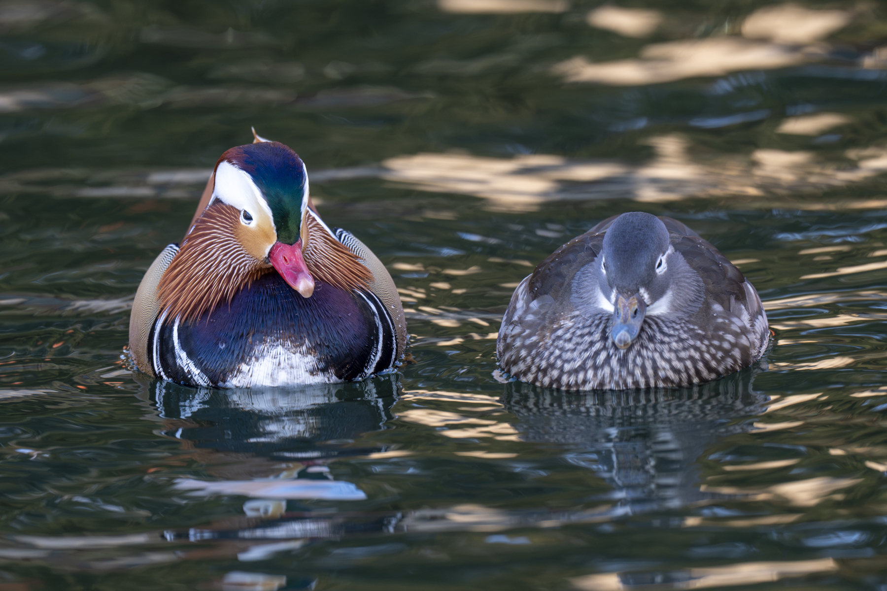 Mandarin Ducks (image by Mark Beaman)
