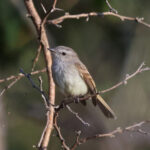 Maranon Tyrannulet (image by Leo Garrigues)