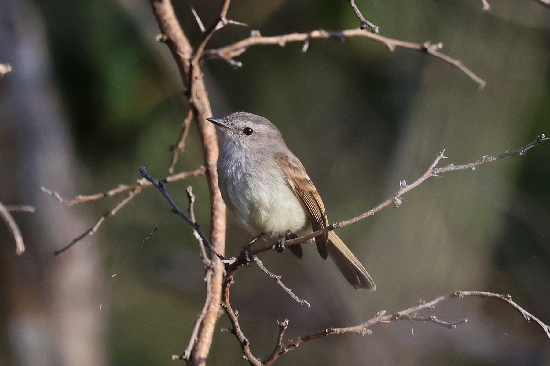 Maranon Tyrannulet (image by Leo Garrigues)