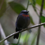 Maroon-belted Chat-Tyrant (image by Leo Garrigues)
