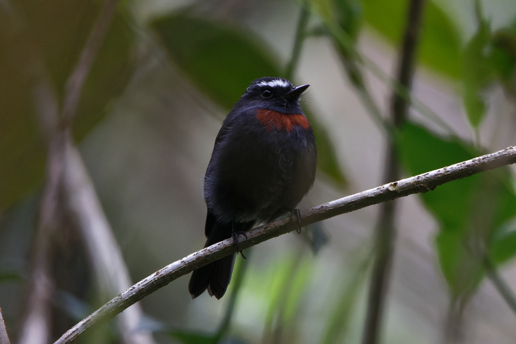 Maroon-belted Chat-Tyrant (image by Leo Garrigues)